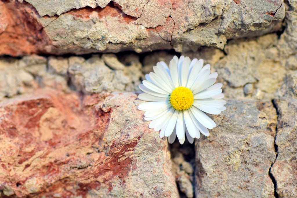 a flower growing out of a stone in reference to premium financing helping save capital for businesses
