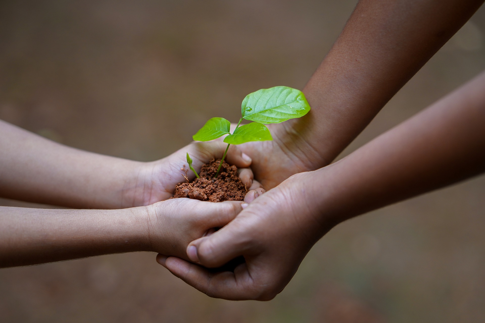 two hands holding a small plant representing using premium finance and life insurance to support charities